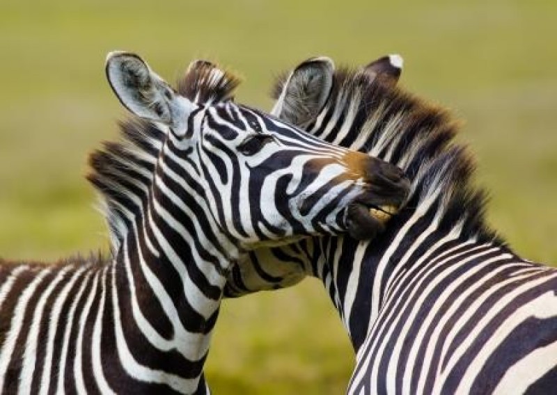 Safariture til spændende destinationer i Afrika